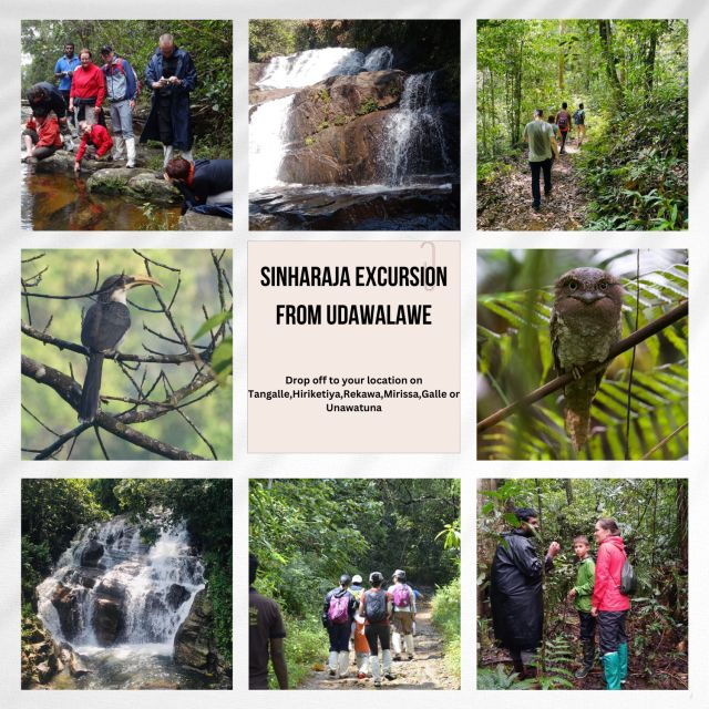 From Udawalawe:Sinharaja Rain Forest Private Day Tour - Good To Know