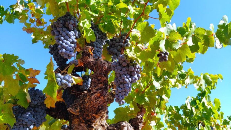 From Valencia: Requena Wine Tour With Tastings