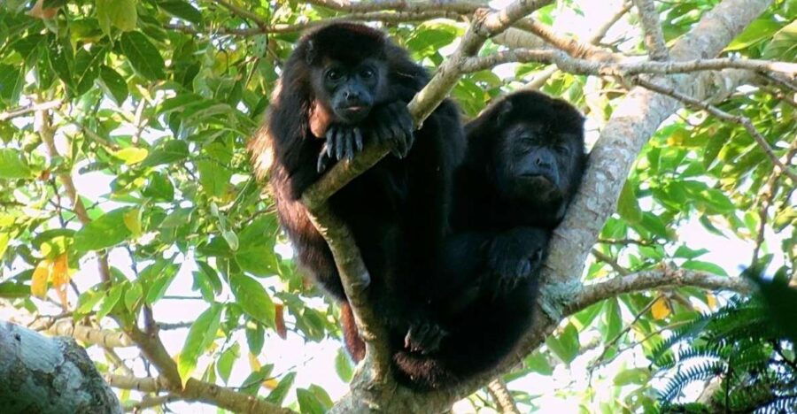 From Veracruz: Catemaco, Nature, Waterfalls & Monkeys Tour