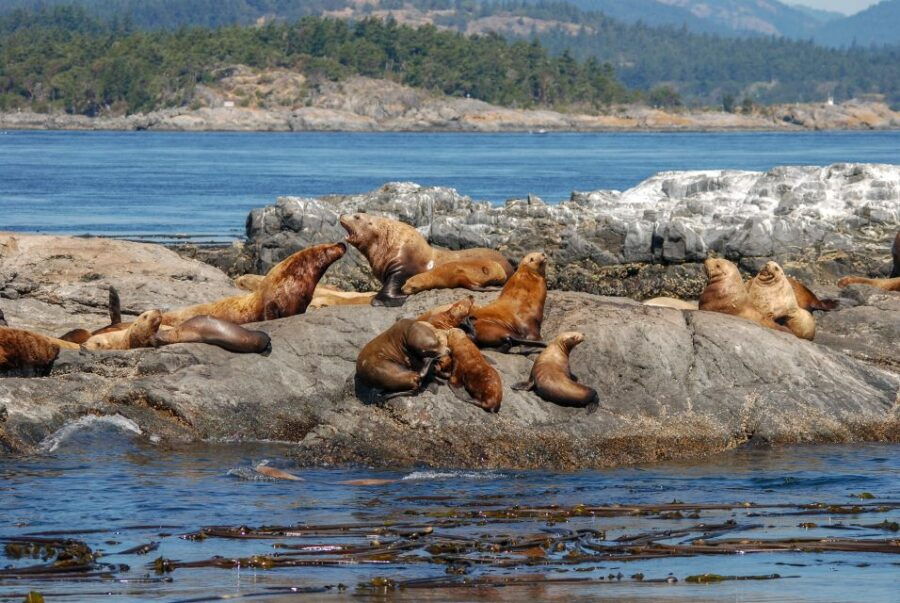 From Victoria: Whale Watching 3-Hour Trip on Covered Boat - Good To Know