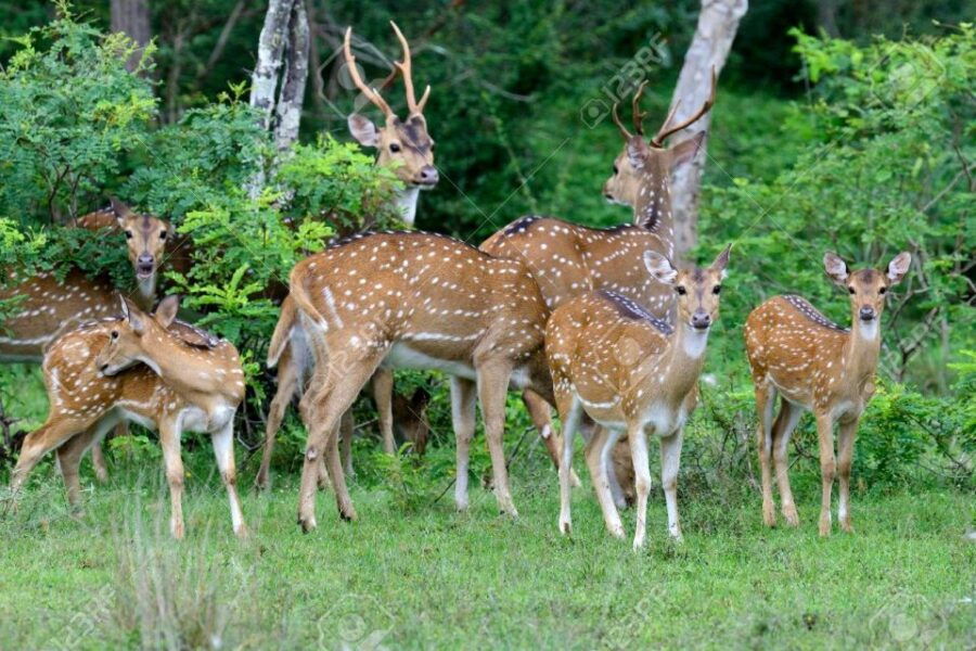 From Yala :- Yala National Park Thrilling Full - Day Safari - Good To Know