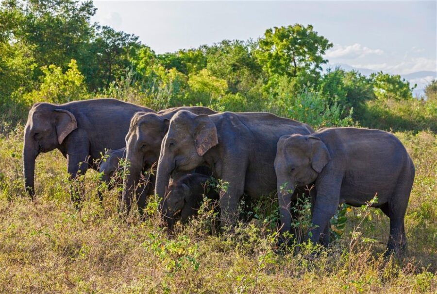From:Galle/Mirissa Transfer to Ella With Udawalawe Safari