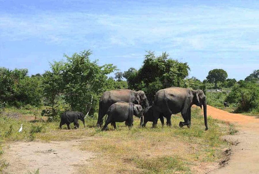 From:Galle/Mirissa Transfer to Ella With Udawalawe Safari - Highlights of Udawalawe Safari