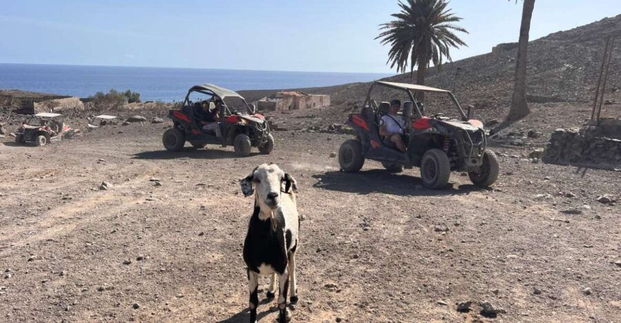 Fuerteventura : Buggy Tour in the South of the Island