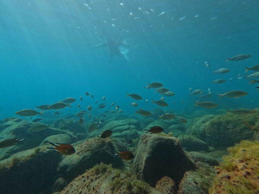Fuerteventura: Guided Snorkeling in La Lajita With Pickup - Good To Know