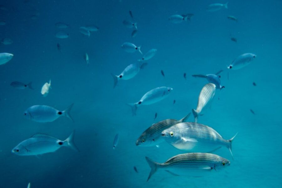 Fuerteventura: Lobos Island Oby Catamaran Cruise