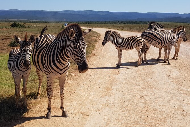 Full Day Addo and Schotia Private Game Reserve Safari