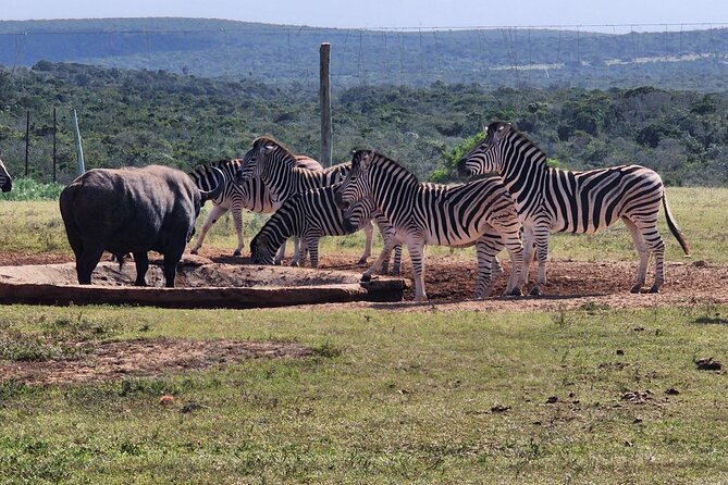 Full Day Addo Park Tours and Safari in South Africa