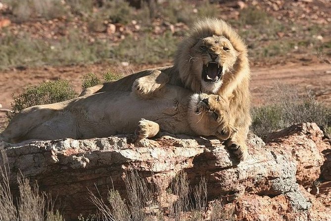 Full Day Aquila Game Reserve Wildlife Safari - Good To Know