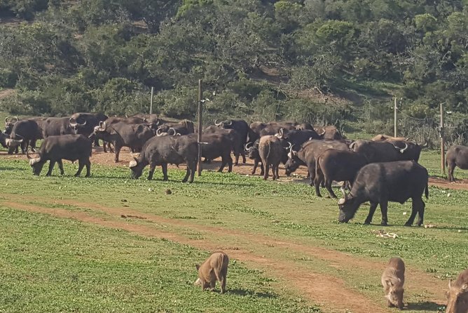 Full Day Big 5 Addo Elephant Park and Schotia Combo Package