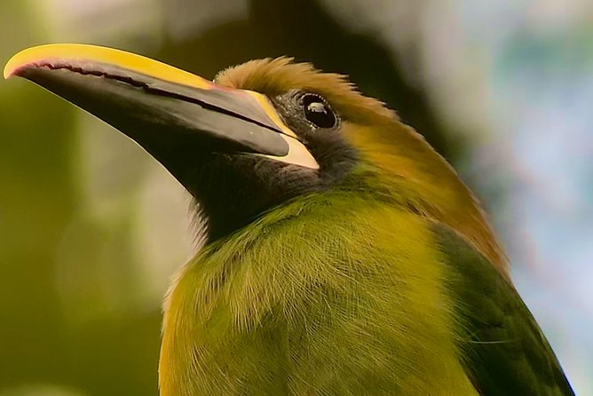 Full Day Birdwatching Experience