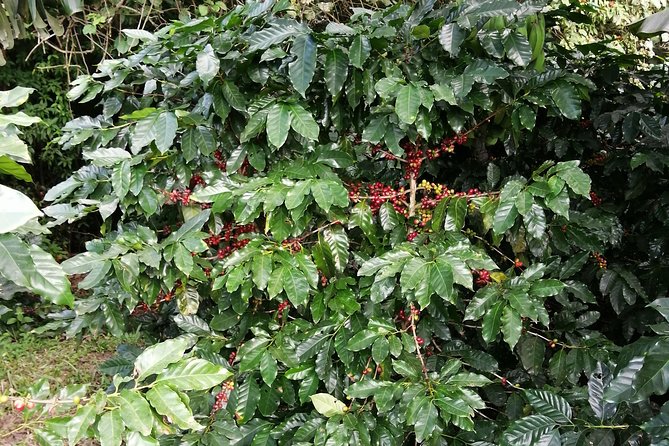 Full-Day Cultural Tour & Nature Adventures in Costa Rica  - Liberia - Good To Know