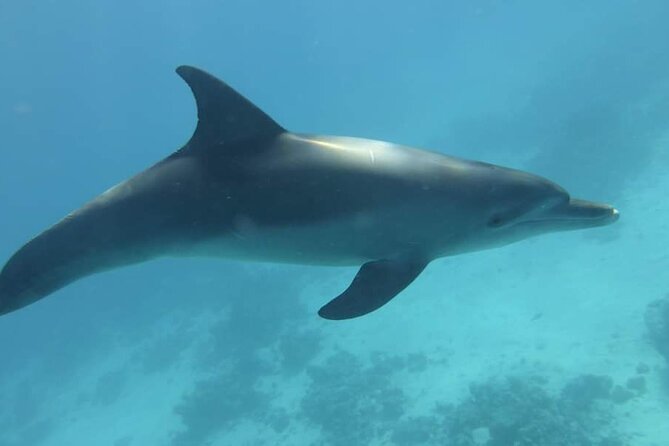 Full Day Dolphin House Snorkeling and Swimming With Dolphins Trip in Hurghada - Good To Know