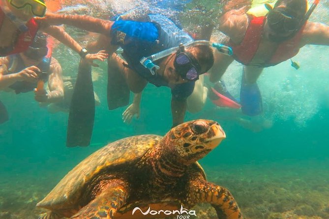 Full Day Guided Tour to Fernando De Noronha Island - Good To Know
