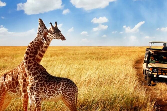Full Day Hluhluwe Imfolozi Private Game Reserve From Durban - Good To Know
