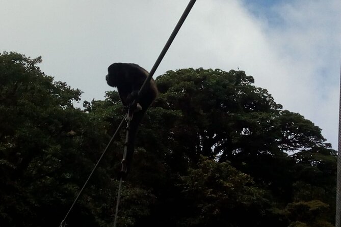 Full Day Hot Springs at Arenal Volcano and Hanging Brides From San Jose - Good To Know