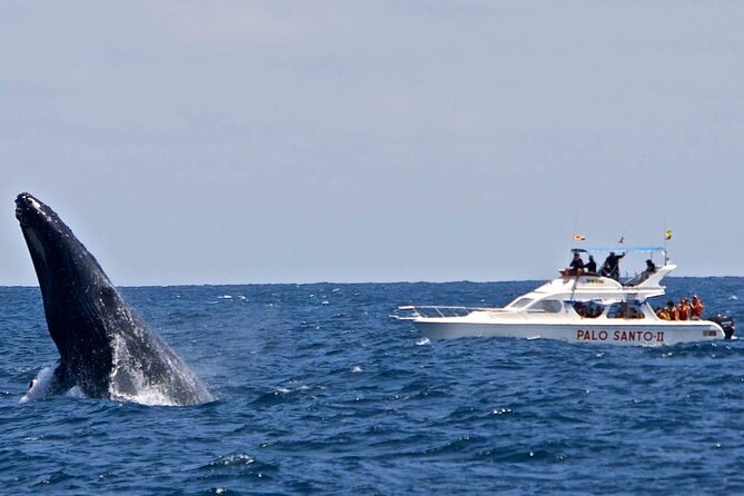 Full Day Humpback Whale Watching in Samana From Cap Cana - Good To Know