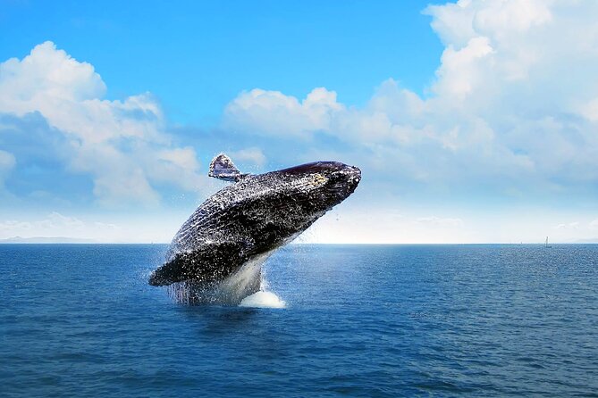 Full Day Humpback Whale Watching Tour in Samana From Uvero Alto - Good To Know