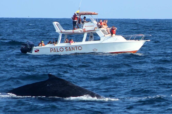 Full Day Humpback Whale Watching Tour in Samana From Uvero Alto
