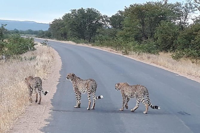 Full- Day Kruger National Park Game Drive on Open Vehicle From Hazy View