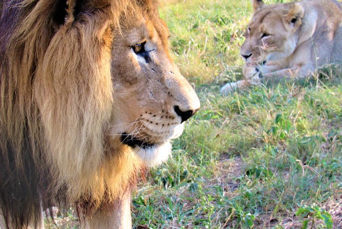 Full-Day Kruger National Park Safari