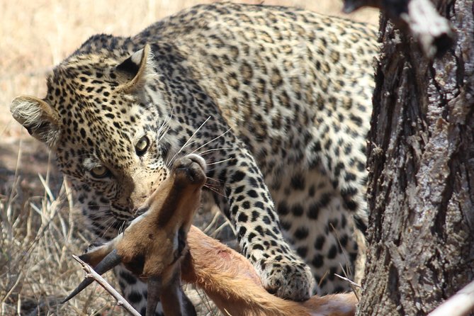 Full Day Kruger National Park - Good To Know