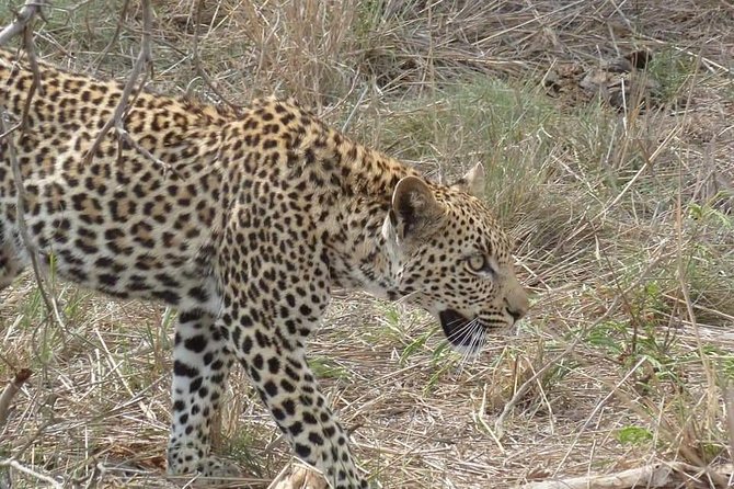 Full-day Kruger Park Safari