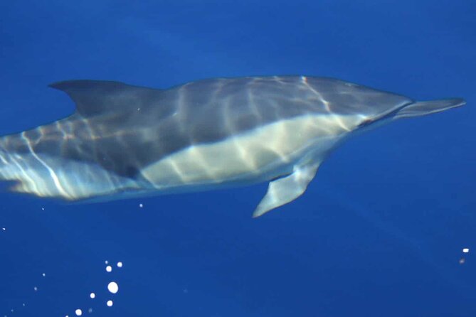 Full Day Looking for Dolphin House Sea Trip With Lunch - Hurghada - Good To Know