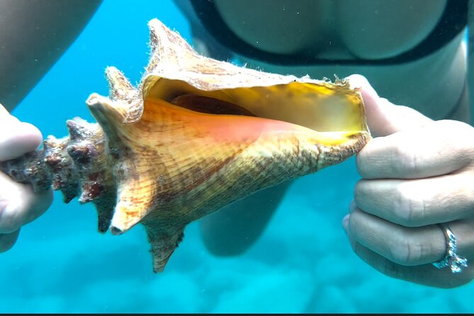 Full Day Luxury Catamaran Turtle Snorkel and Beach Getaway