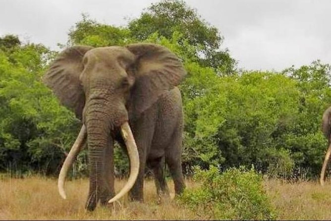 Full Day Private Big 5 Addo Elephant Park Game Drives Max 4 Pax
