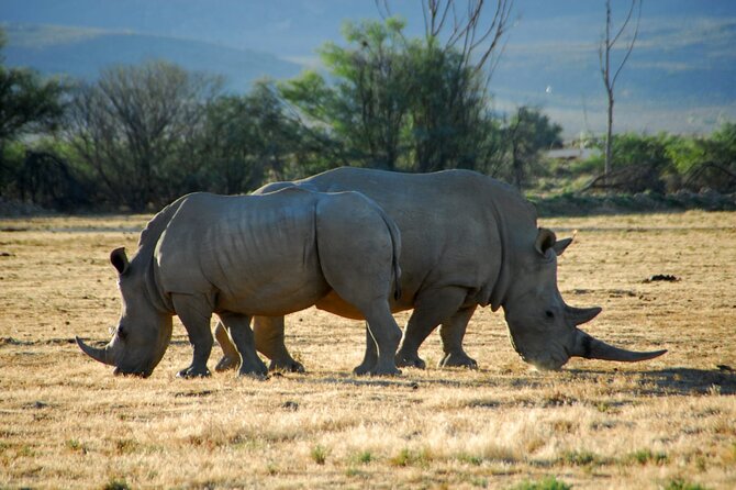 Full Day Private Big 5 Aquila Safari Activity From Cape Town - Good To Know