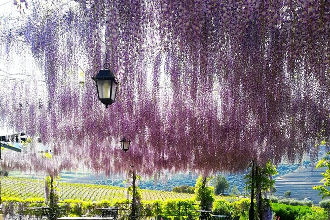 Full Day Private Douro Valley Tour - Highlights of the Douro Valley