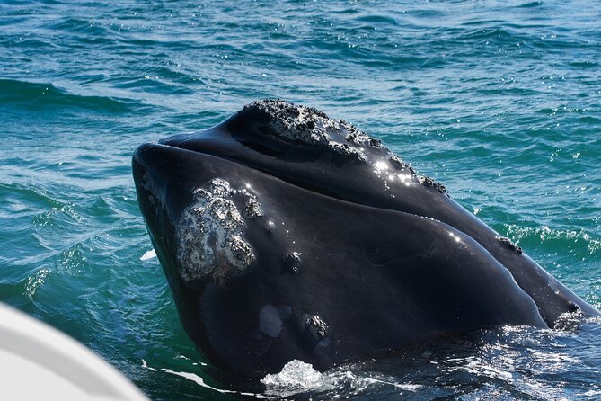 Full-Day Private Hermanus Whale Watching Tour in Capetown - Good To Know