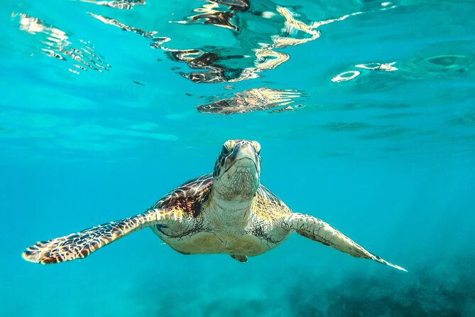 4 Best Full-Day Tours In Barbados