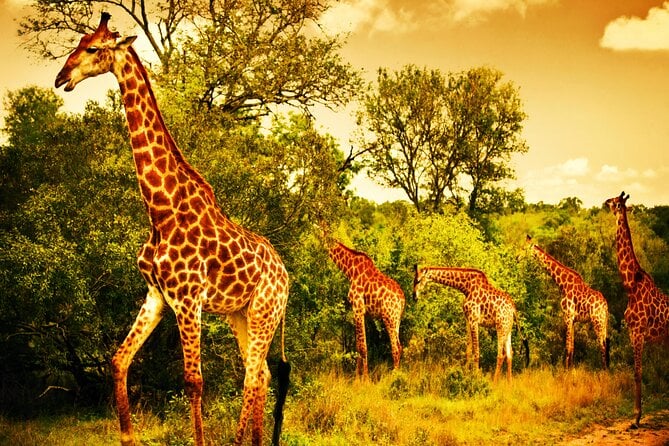 Full-Day Private Safari of Kruger National Park