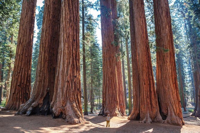 2 Best Tours In Sequoia and Kings Canyon National Park