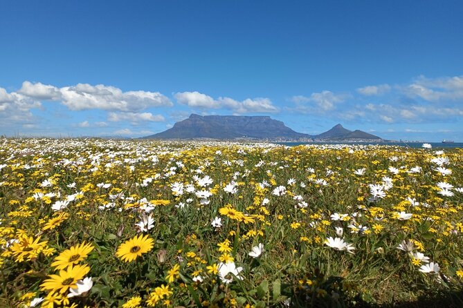 Full Day Private Tour in Cape Town. With Free Photo Shoot. - Good To Know