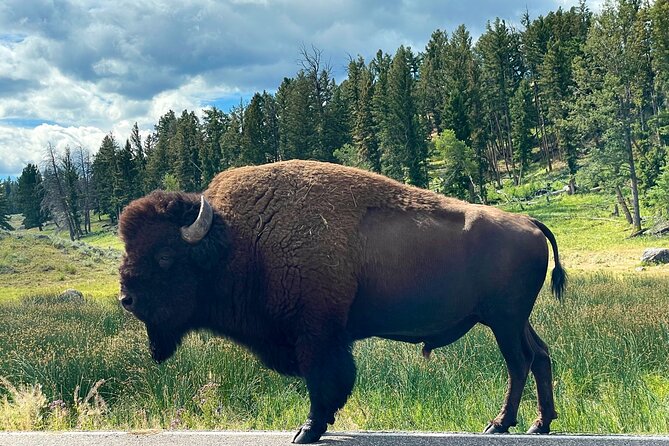 Full-Day Private Tour of Yellowstone