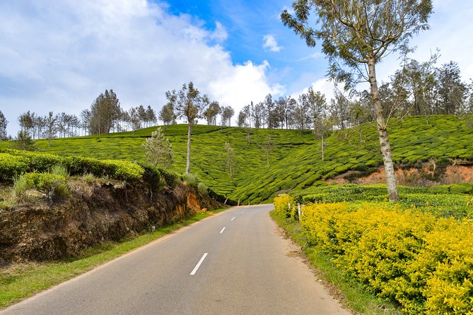 Full-Day Private Tour to Munnar From Kochi With Lunch