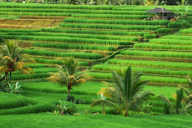 Full Day Private Water Temples Tour in Bali - Good To Know