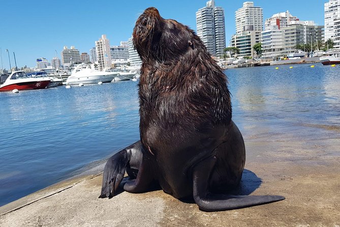 Full Day Punta Del Este - Good To Know