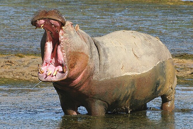 Full Day Safari Aquila Game Reserve INCLUDING PRIVATE TRANSFER - Good To Know