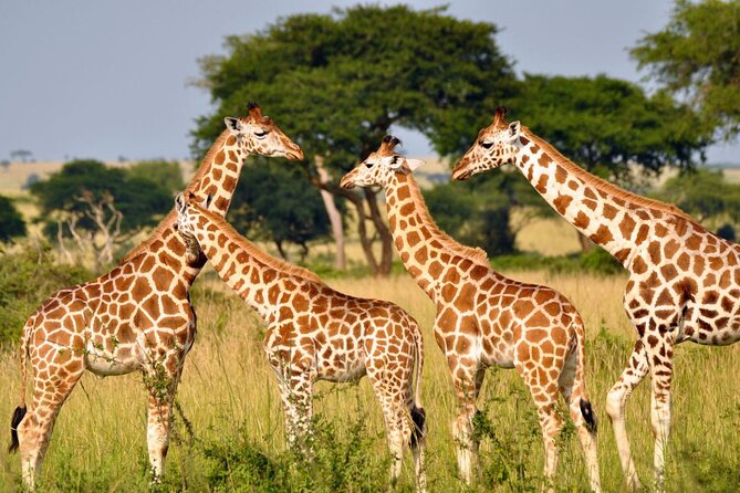 Full Day Safari From Durban to Hluhluwe-Imfolozi Game Reserve