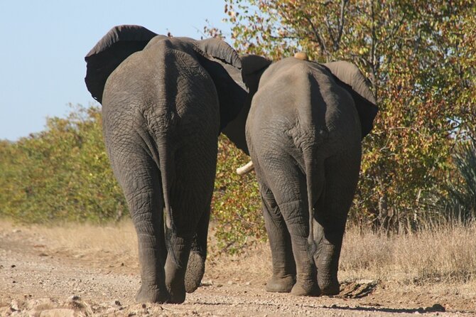 Full-Day Safari in the Kruger National Park