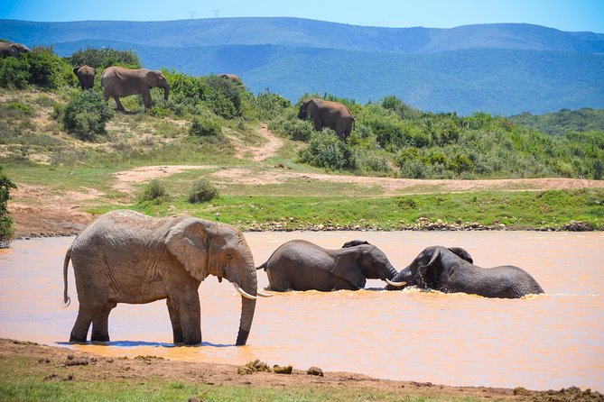 Full Day Safari Tour In Addo Elephant National Park