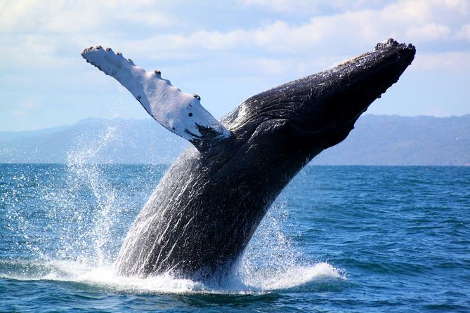 13 Best Whale Watching Experiences In Dominican Republic