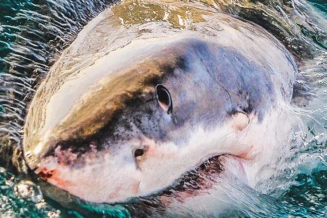 Full Day Shark Cage Diving Tour