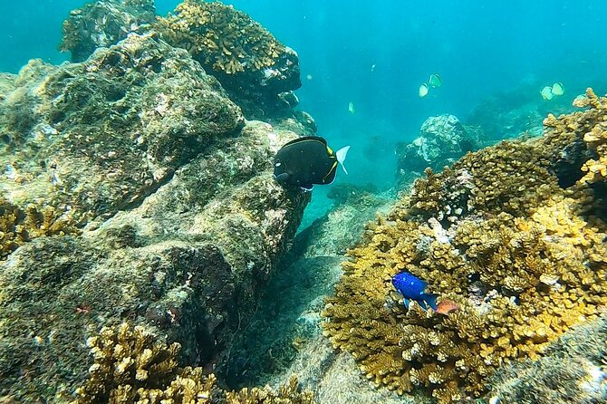 6 Best Snorkeling Experiences In Drake Bay