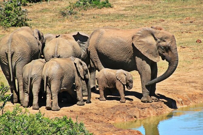 Full Day Tala Game Reserve, Lion Park & Phezulu Tour From Durban - Tala Game Reserve: A Wildlife Adventure