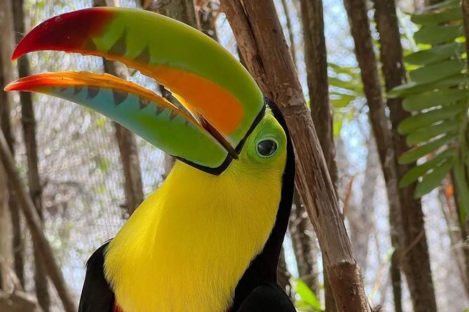 Full-Day Tour Baru - National Aviary and Playa Blanca Bioluminescent Plankton - Tour Overview